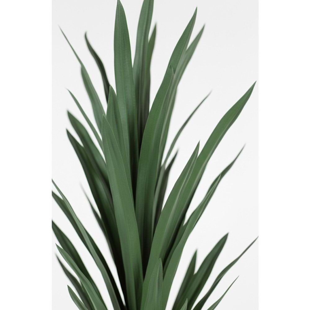YUCCA