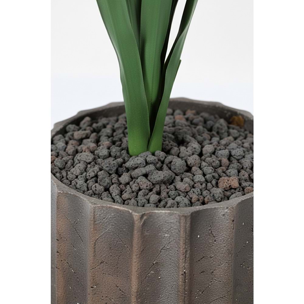 YUCCA