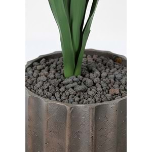 YUCCA