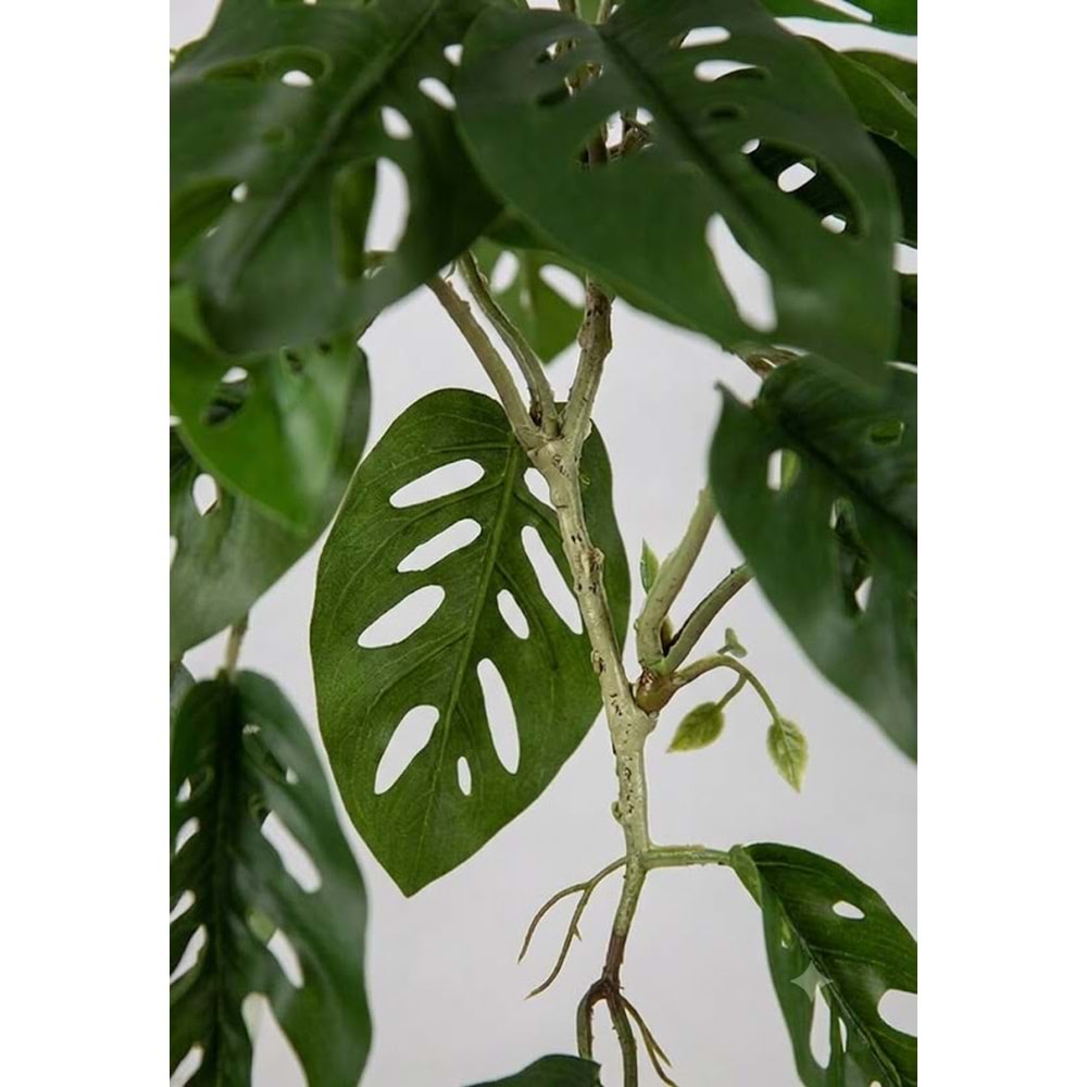 55 CM SARKAN MONSTERA
