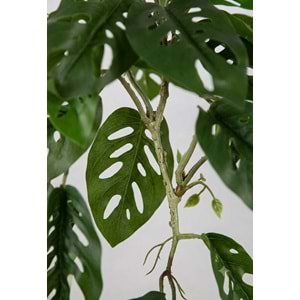 55 CM SARKAN MONSTERA