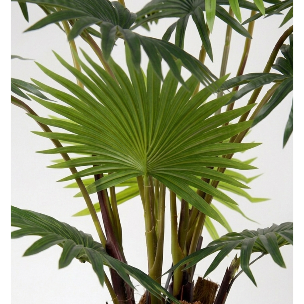 68 CM FAN PALM