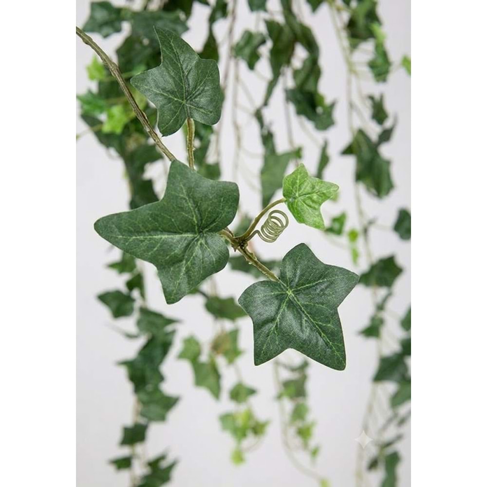 175 CM HEDERA