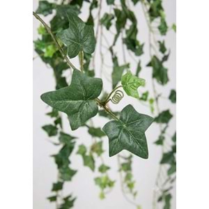 175 CM HEDERA