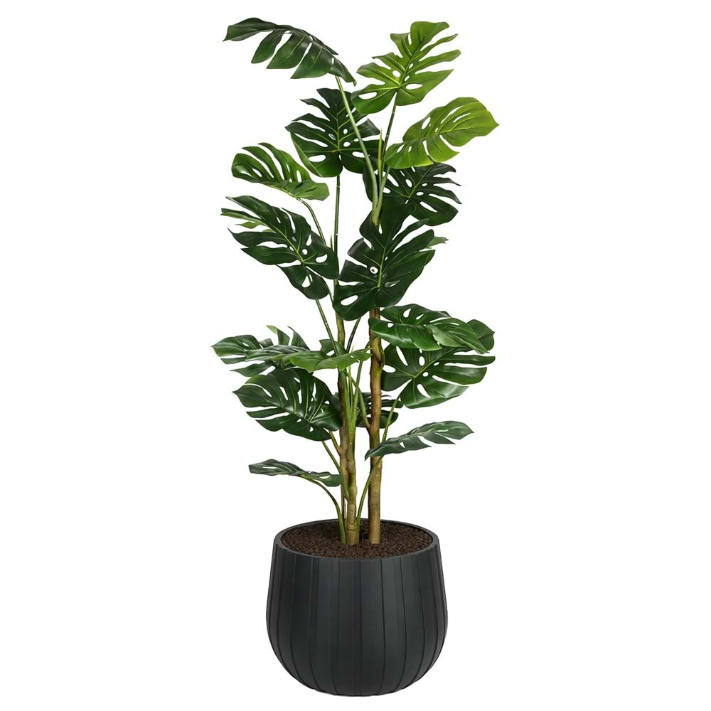 160 CM MONSTERA