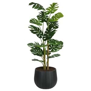 160 CM MONSTERA