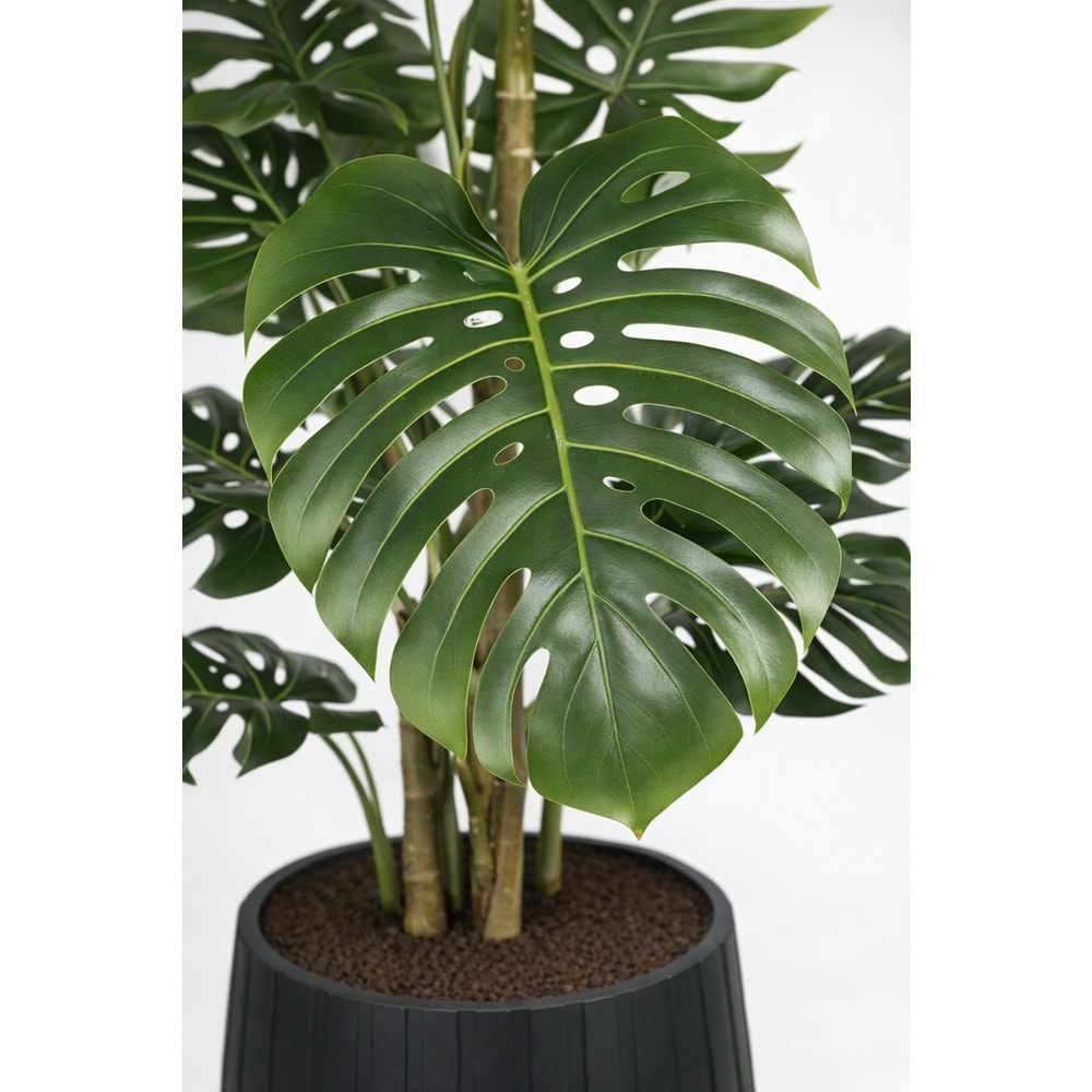 160 CM MONSTERA