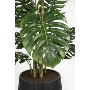 160 CM MONSTERA