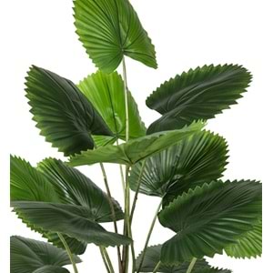 120 CM CIRCULAR PALM