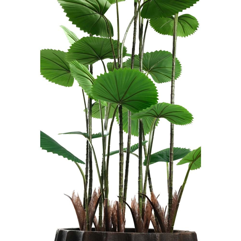 195 CM CIRCULAR PALM