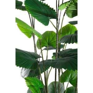 195 CM CIRCULAR PALM