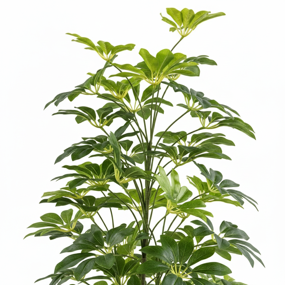 SHEFLERA REAL TOUCH 125 CM