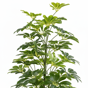 SHEFLERA REAL TOUCH 125 CM