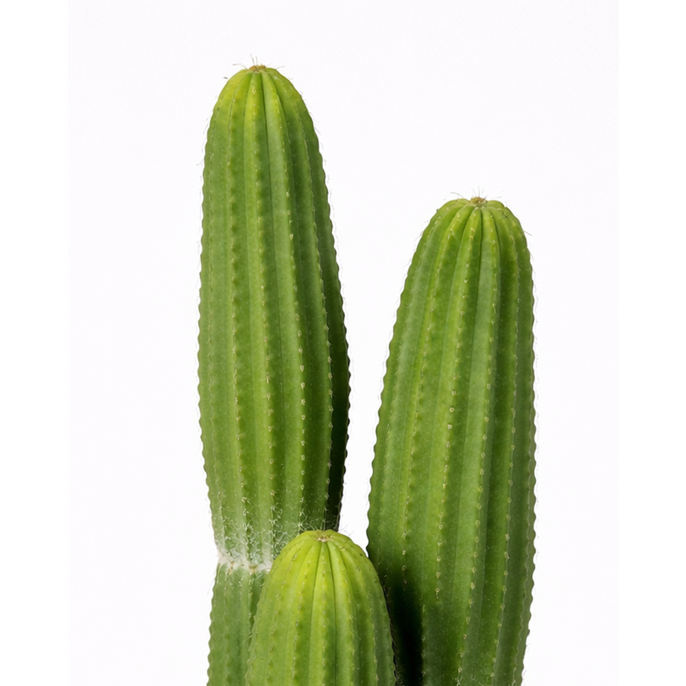 103 CM KAKTÜS
