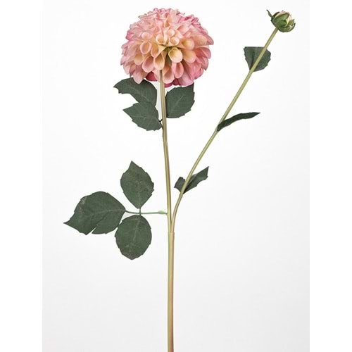 KASIMPATI 77 CM