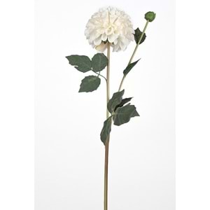 KASIMPATI 77 CM