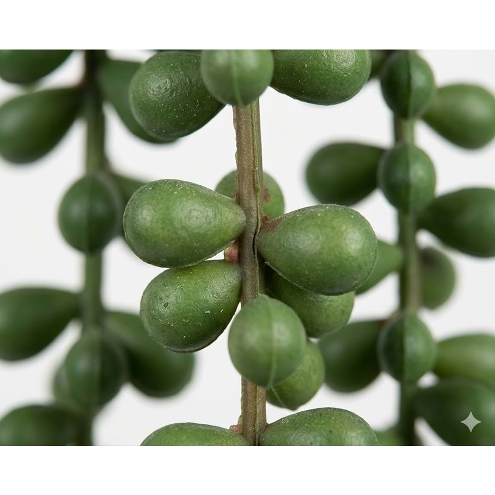 80 CM PLUM SARMAŞIK
