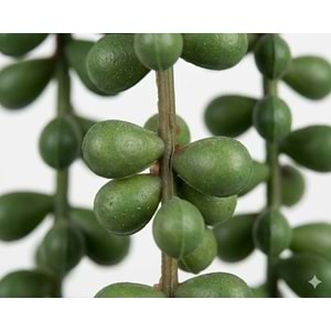 80 CM PLUM SARMAŞIK