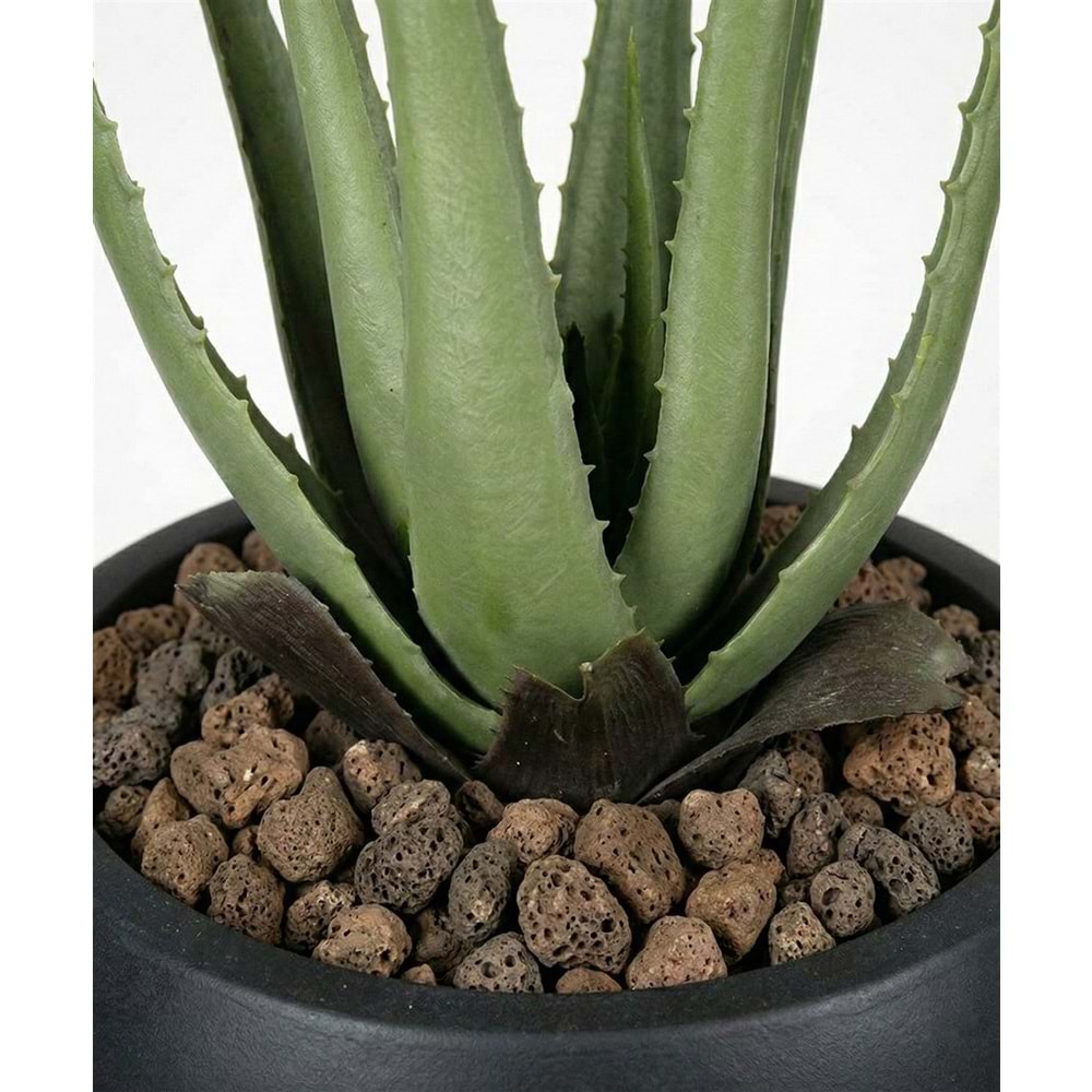 55 CM ALOE VERA
