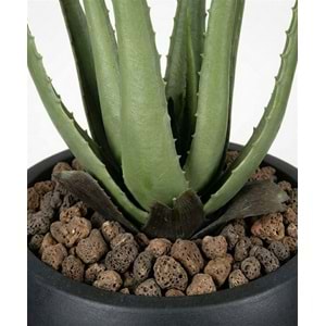 55 CM ALOE VERA
