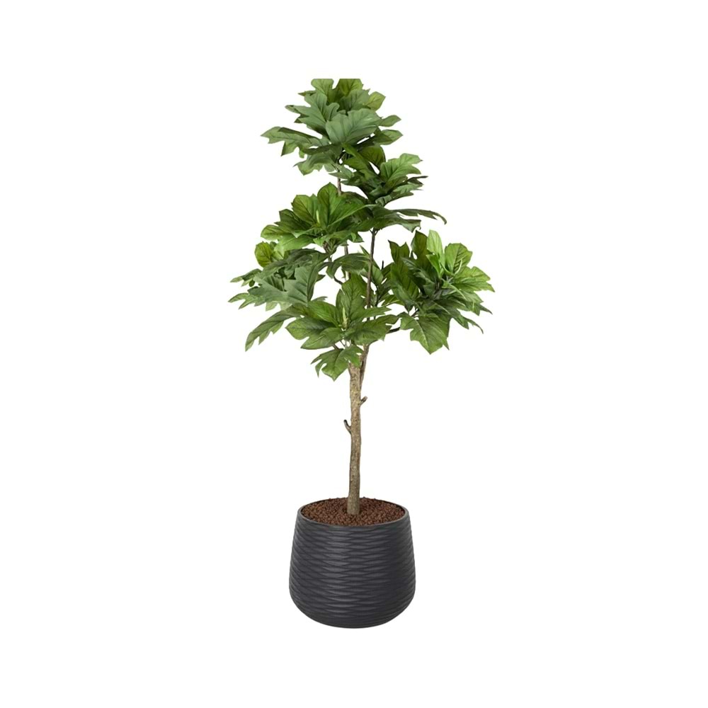 233 CM ARTOCARPUS