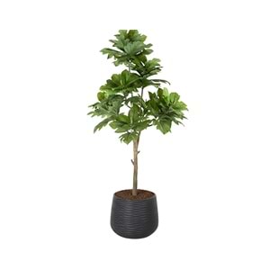 233 CM ARTOCARPUS