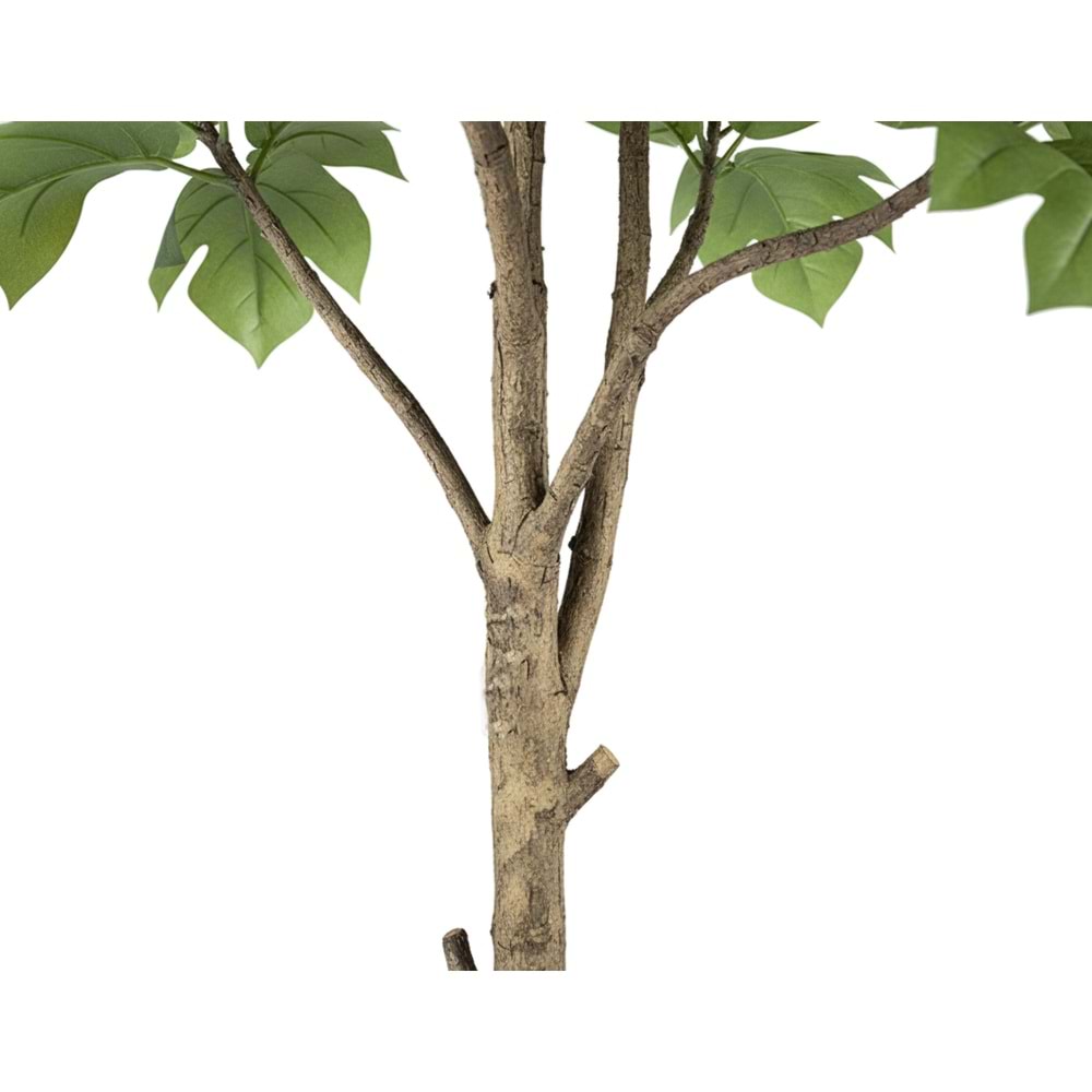 233 CM ARTOCARPUS