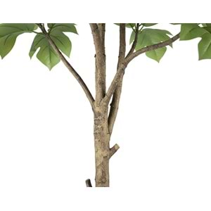 233 CM ARTOCARPUS