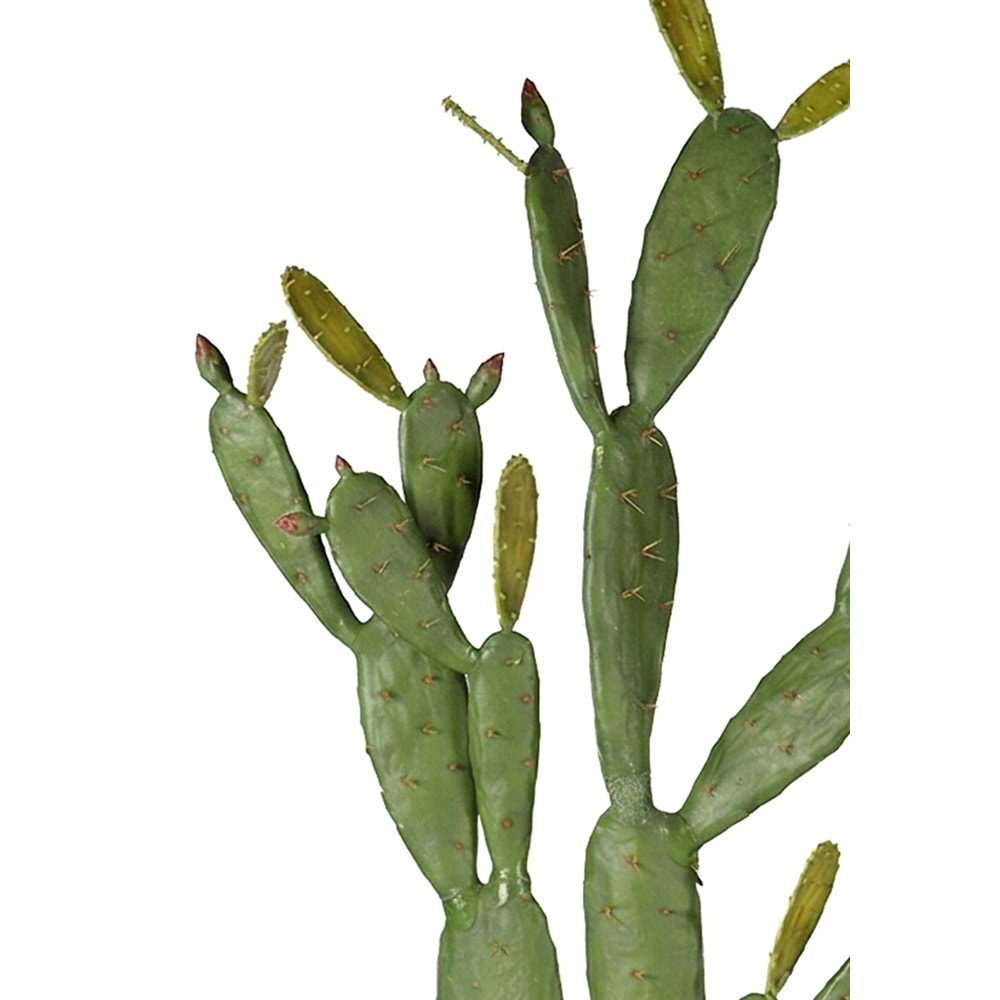 155 CM KAKTÜS