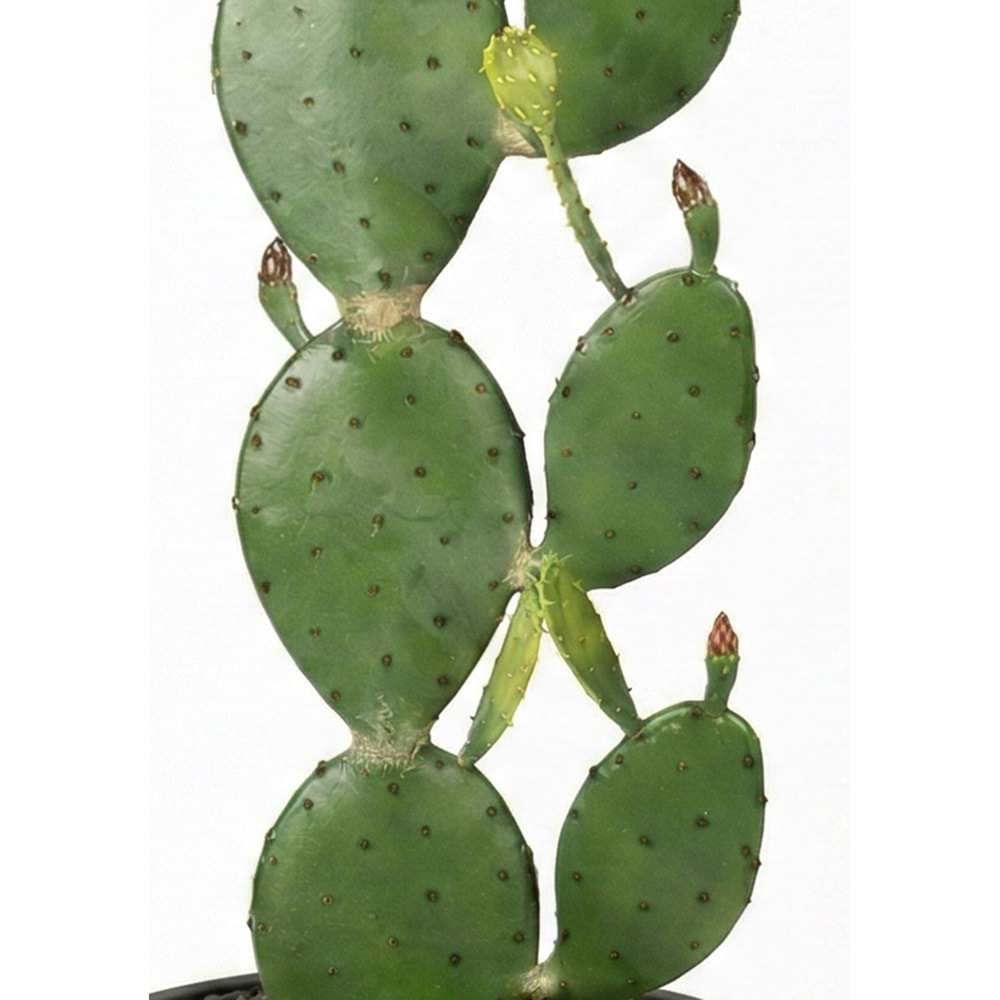 95 CM KAKTÜS