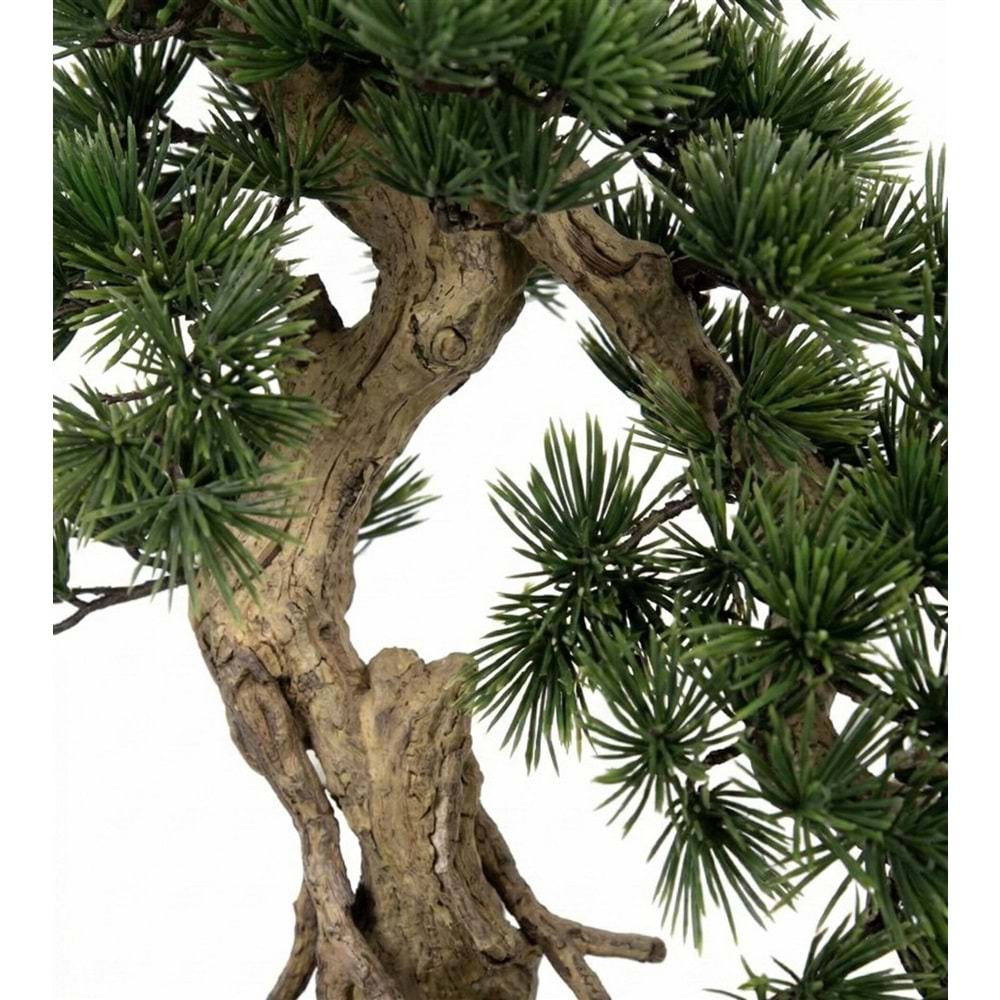 72 CM BONSAI