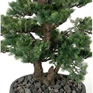 146 CM SAKSILI BONSAI