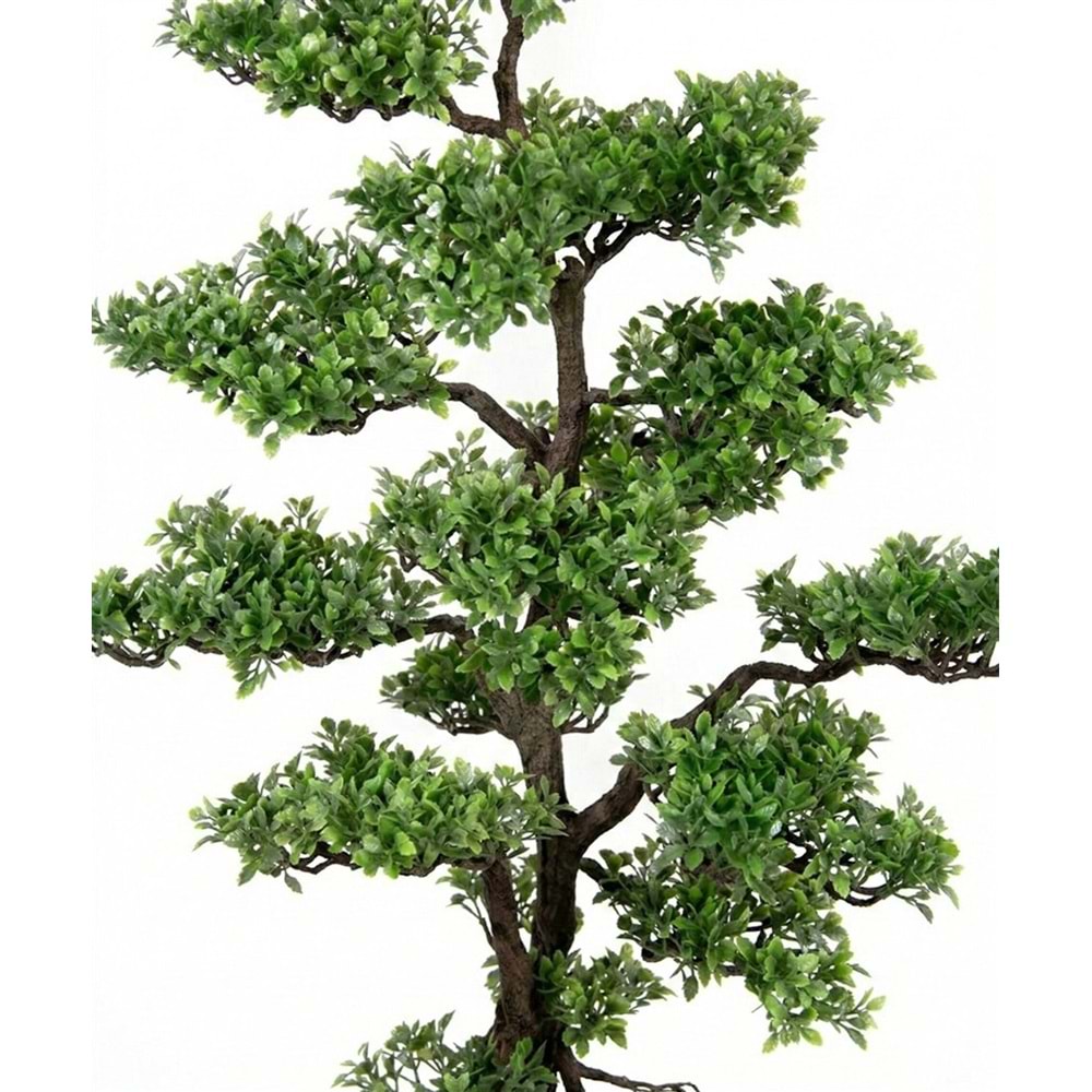 112 CM BONSAI