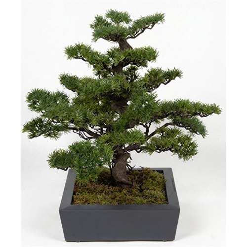 88 CM BONSAI