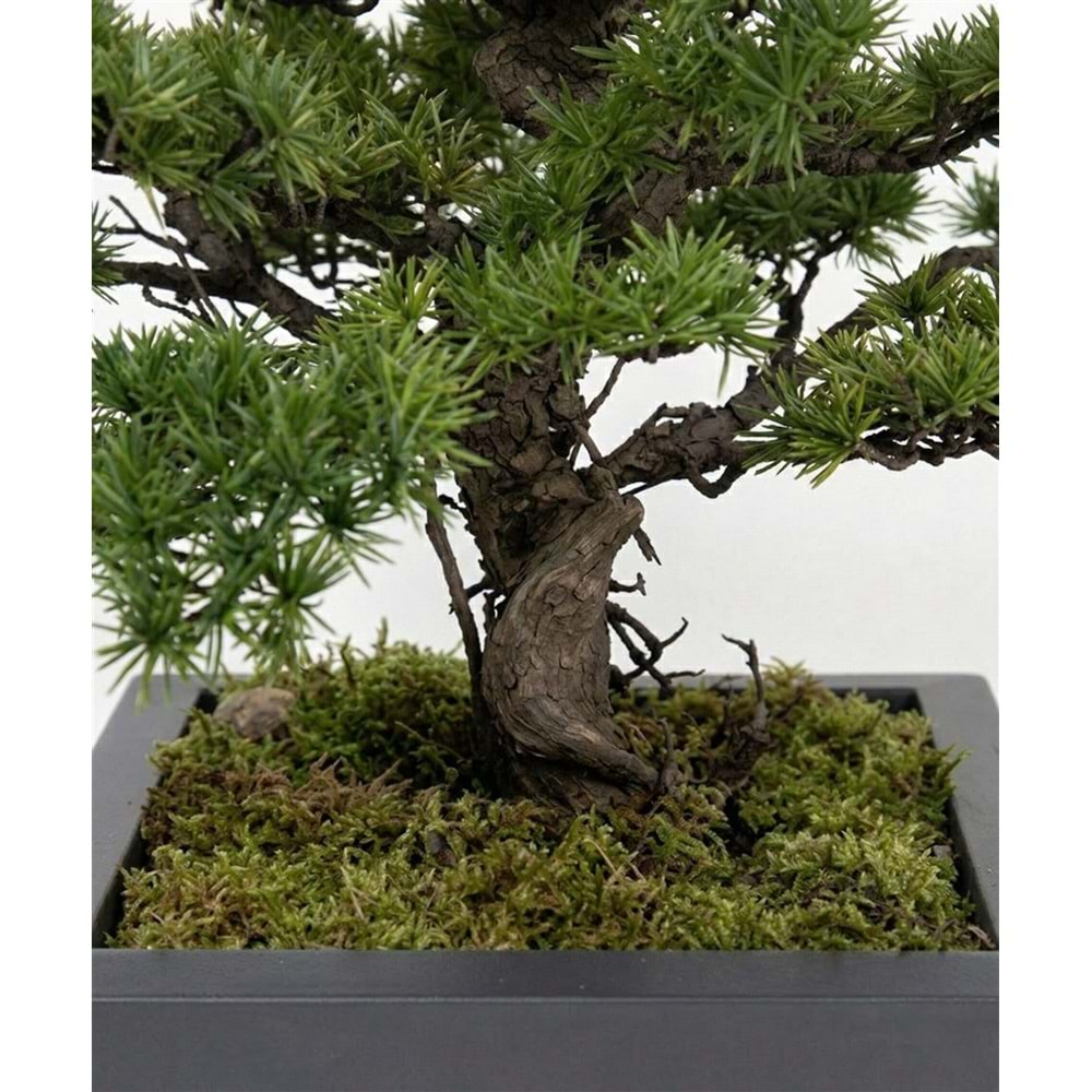 88 CM BONSAI