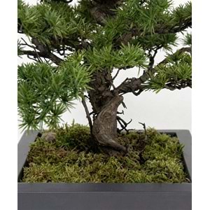 88 CM BONSAI