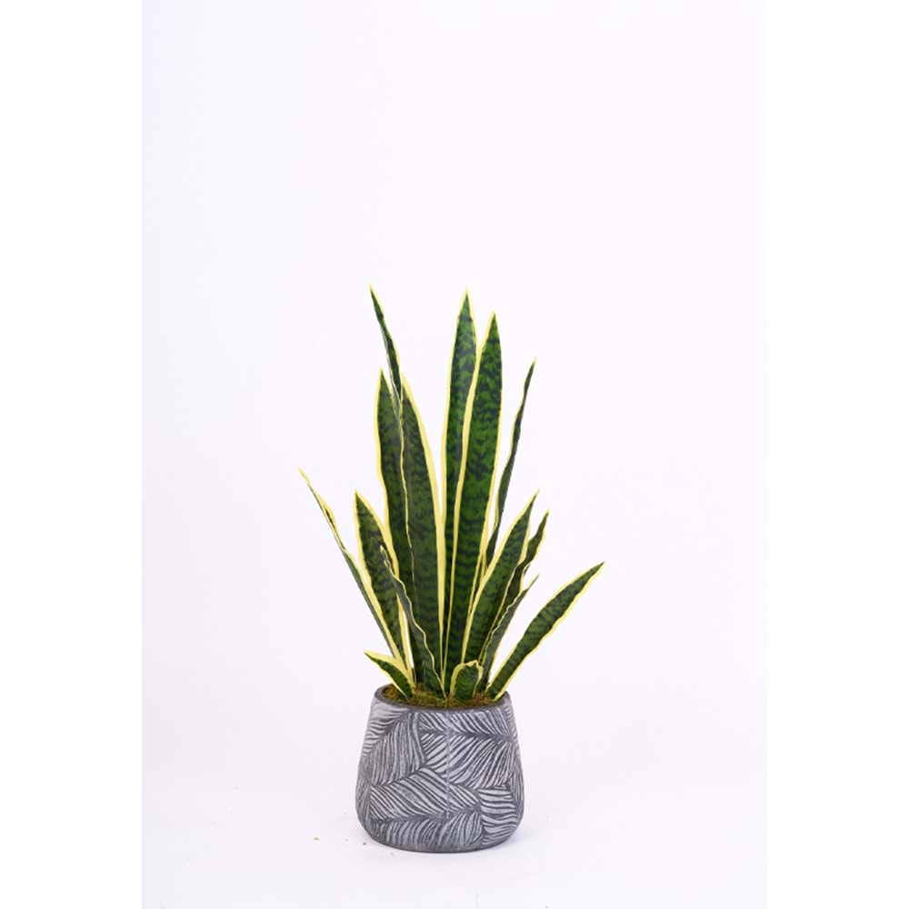 75 CM SANSEVERIA 18 LVS