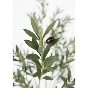 210 CM ZEYTİN AĞACI