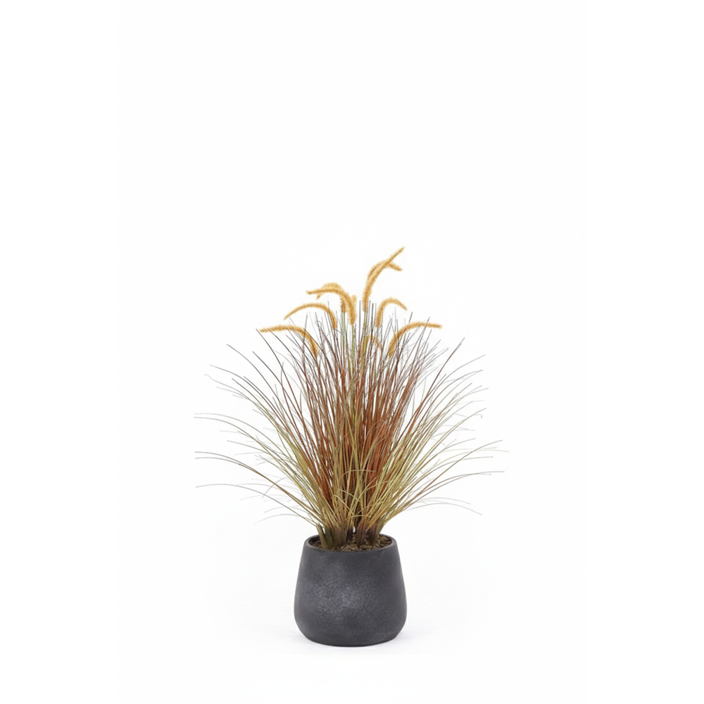 88 CM DOGTAIL GRASS