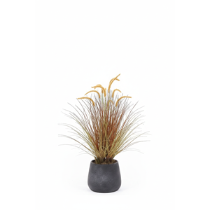 88 CM DOGTAIL GRASS