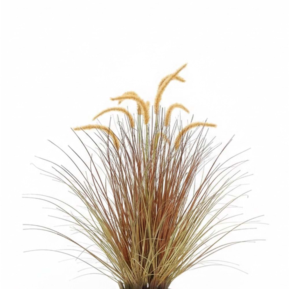 88 CM DOGTAIL GRASS