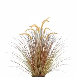88 CM DOGTAIL GRASS
