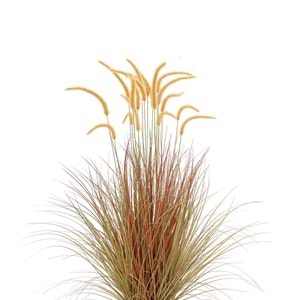 124 CM DOGTAIL GRASS