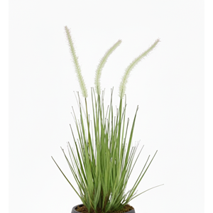 56 CM DOGTAIL GRASS