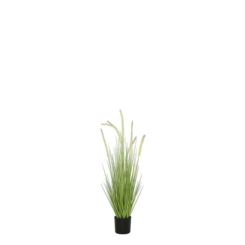 80 CM DOGTAIL GRASS