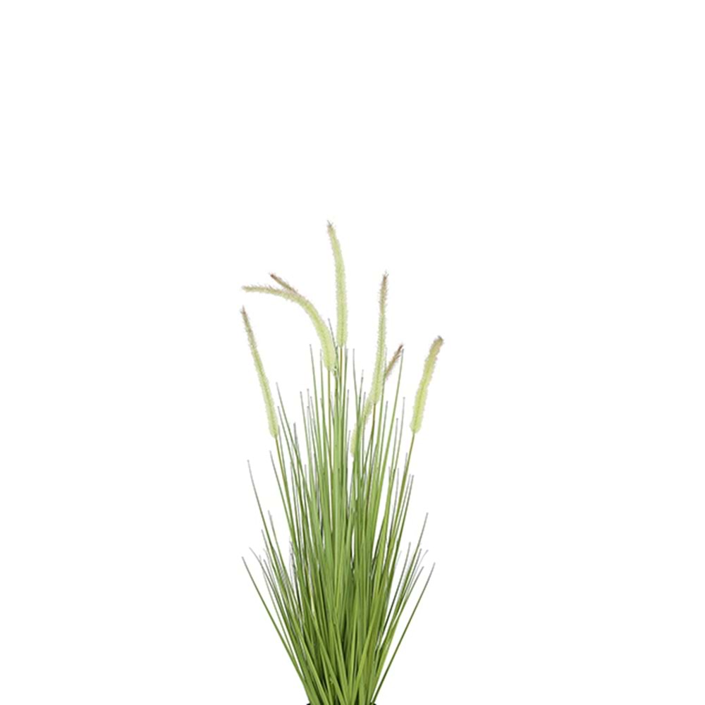 80 CM DOGTAIL GRASS