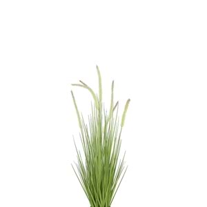 80 CM DOGTAIL GRASS