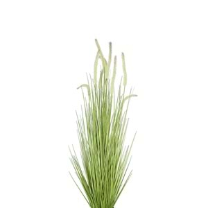 120 CM DOGTAIL GRASS