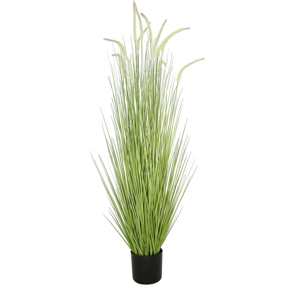 150 CM DOGTAIL GRASS