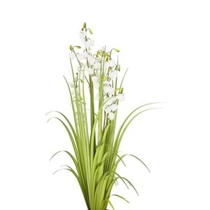 152 CM LANTERN FLOWER GRASS